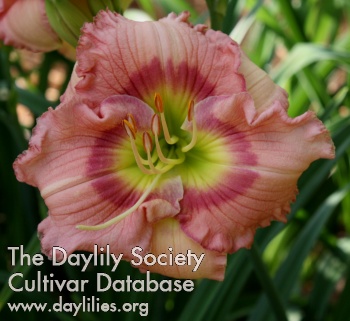 Daylily Beyond All Expectations